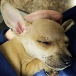 Baker pup 2